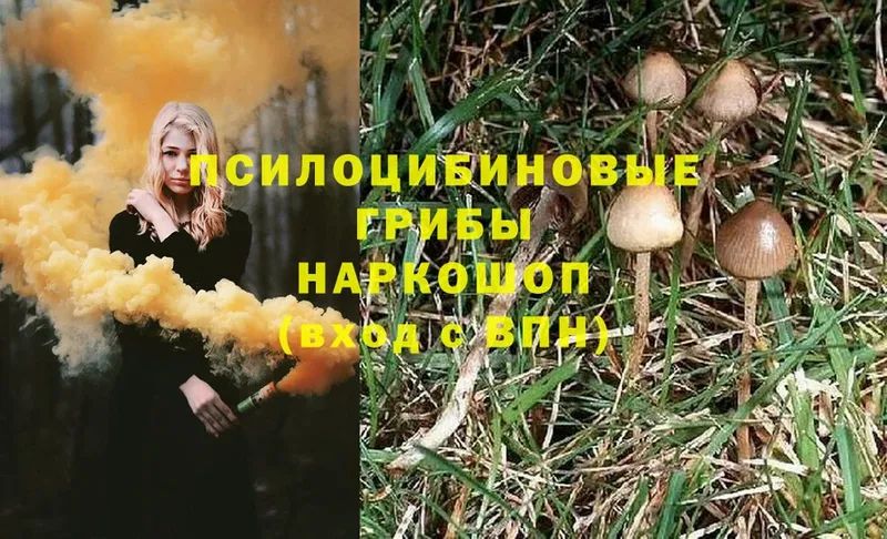 hydra маркетплейс  Нестеровская  Псилоцибиновые грибы Psilocybine cubensis  цены  